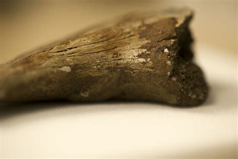 tissue found in dinosaur bones.